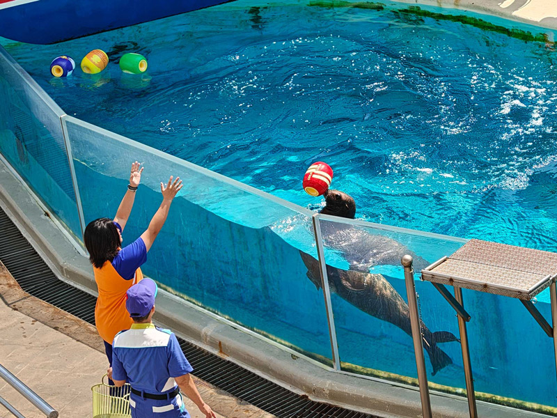 門諾基金會,光復國中,樺加莎,光復風災,災後支持,海洋公園,兒少教育,弱勢支持,海獅